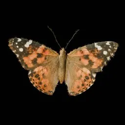 Realistic Butterfly