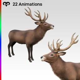 Deer Animated