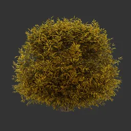 Sphere Bush Autumn Plant AQ