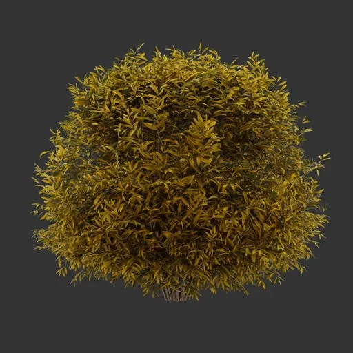 Sphere Bush Autumn Plant