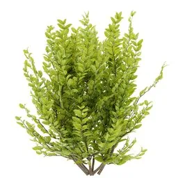 Simple bush plant