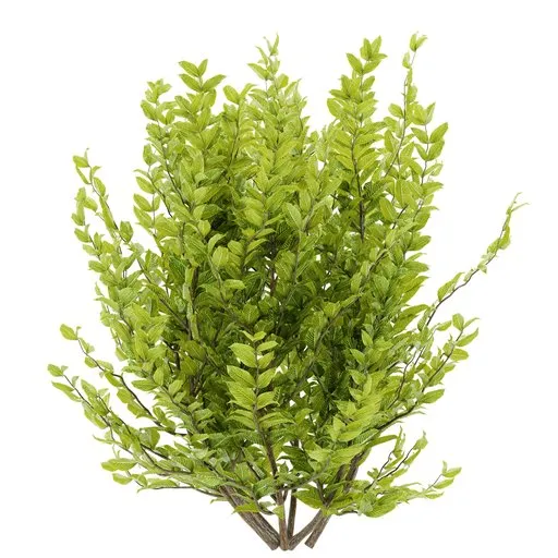 Simple bush plant
