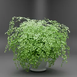 Maidenhair Fern Indoor Potted Plant
