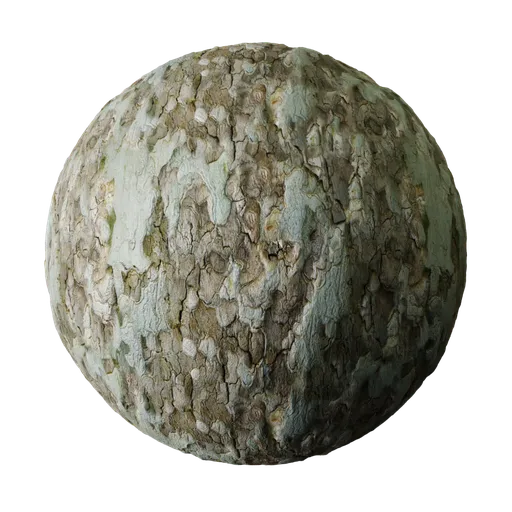 High-resolution plane tree bark PBR texture for realistic 3D rendering in Blender and other 3D applications.