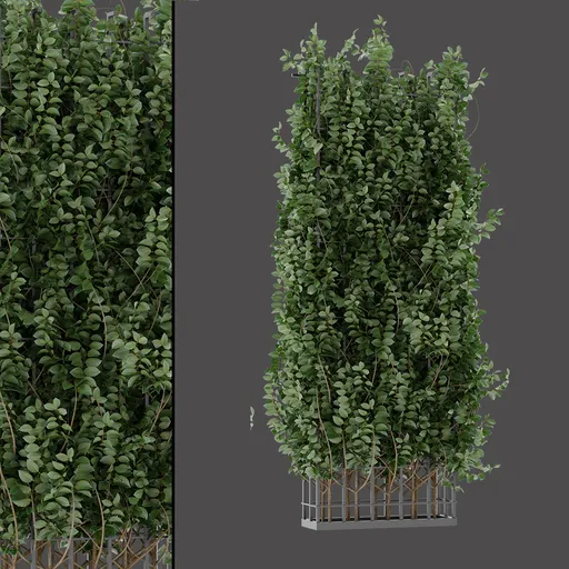 Ivy Climbing Column