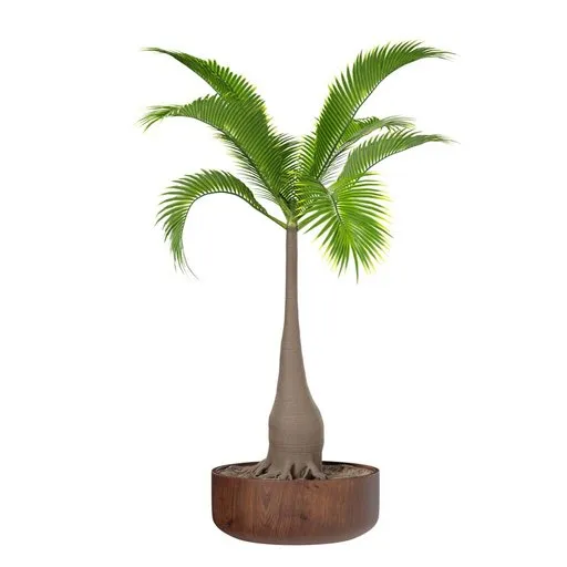 Bottle Palm Tree Hyophorbe lagenicaulis