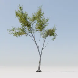 Tree 25