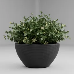 Potted Green Plant
