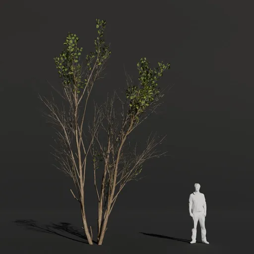 Black Alder Sparse
