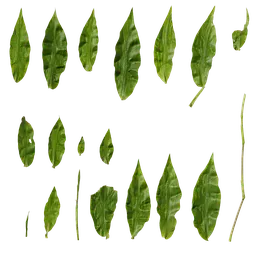 Chrysopogon aciculatus Leaf