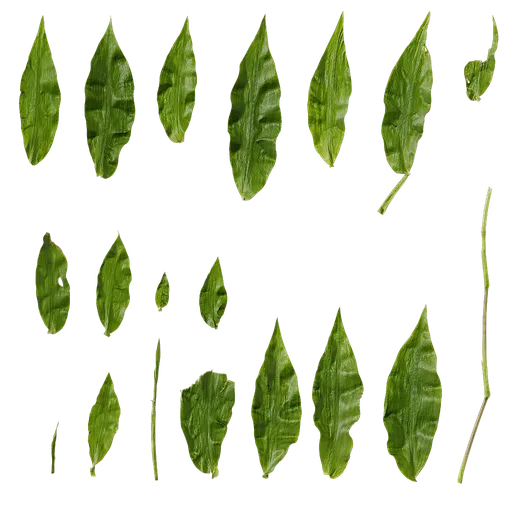 Chrysopogon aciculatus Leaf