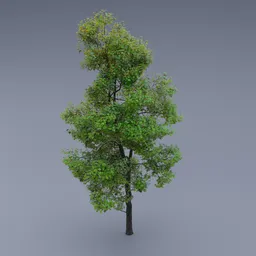 Highly detailed 3D model of a lush green tree, suitable for environmental scenes in Blender 3D rendering.