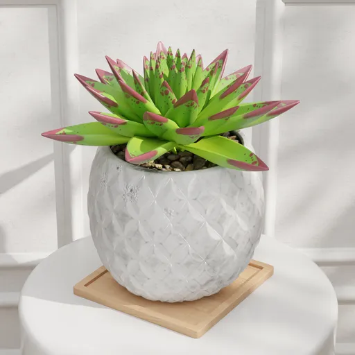 Succulent Plant