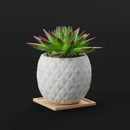 Succulent Plant