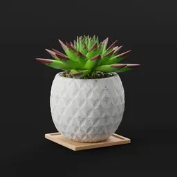 Succulent Plant