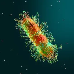 Procedural Bacteria