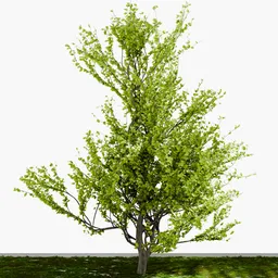 Cluster Tree