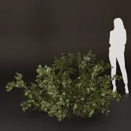 SJ-Still Garden Spirit Bush