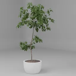 Potted Indoor Tree