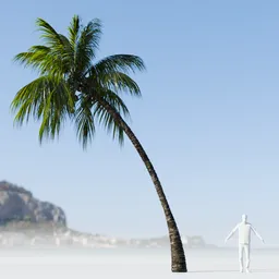 Coconut Tree