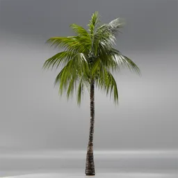 Coconut Tree Rigged and Animated