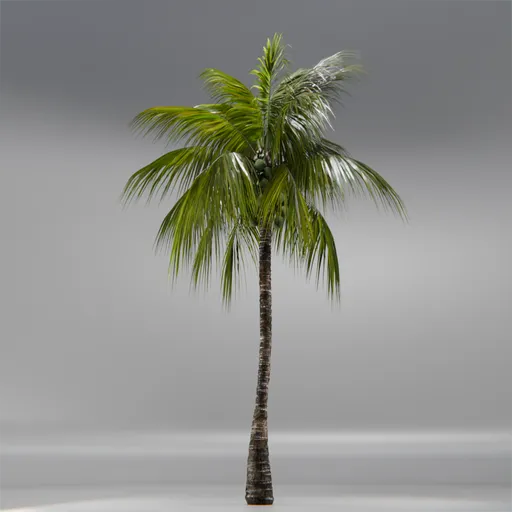 Coconut Tree Rigged and Animated