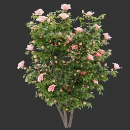 Flowering Bush Plant