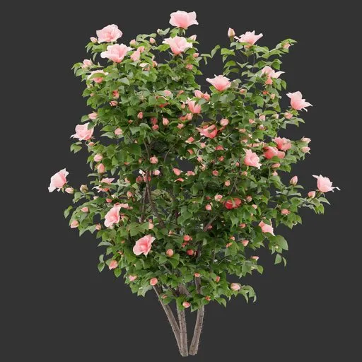 Flowering Bush Plant