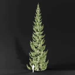Norway Spruce Picea Abies 15m