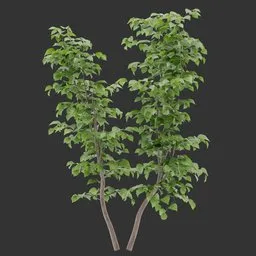 Bush Plant