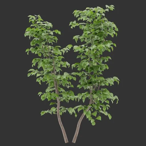 Bush Plant