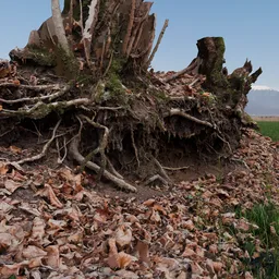 Hanging Tree Roots