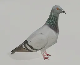 Realistic low poly model of a pigeon suitable for Blender 3D projects with intricate textures.