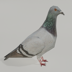 Low Poly Pigeon