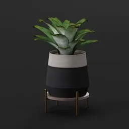 Bromeliad Plant