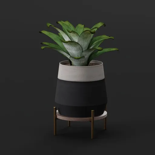 Bromeliad Plant