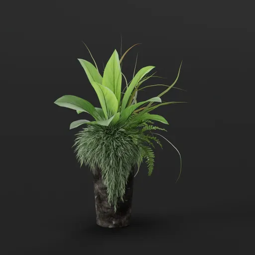 Plant