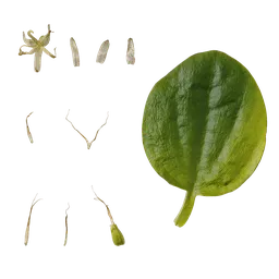 Pistia stratiotes Flower