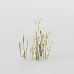 Thin Cattail Plant