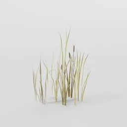 Thin Cattail Plant