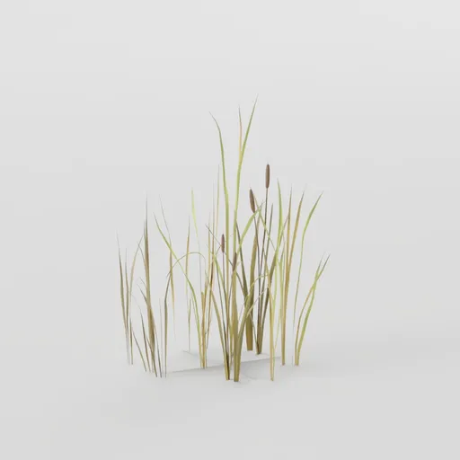 Thin Cattail Plant