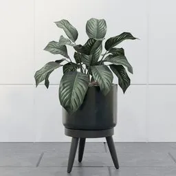 Prayer Plant