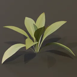 Haran Cast Iron Plant Juvenile