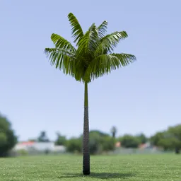 Imperial Palm Tree Animated