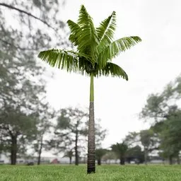 Imperial Palm Tree Animated