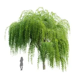 Tree Weeping Willow