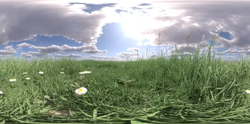 Morning light grass