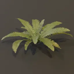 Generic Fern Large