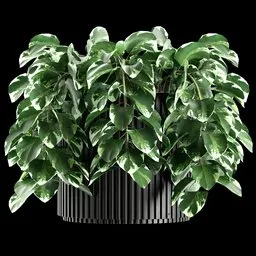 Detailed 3D Epipremnum Glacier plant with marbled leaves, perfect for Blender rendering in home decor visualization.