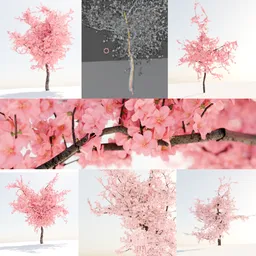 Sakura Blooming